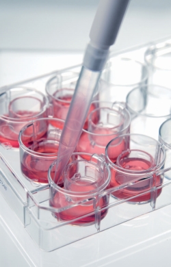 Zellkultur Inserts 2in1, für 12-Well-Platten